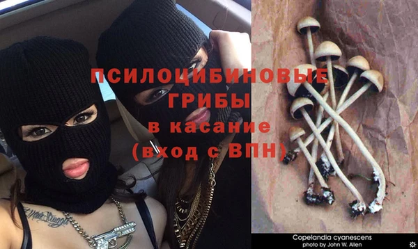 дмт Белокуриха